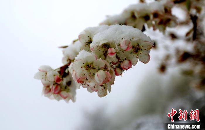 花兒被冰雪覆蓋。　李永安 　攝