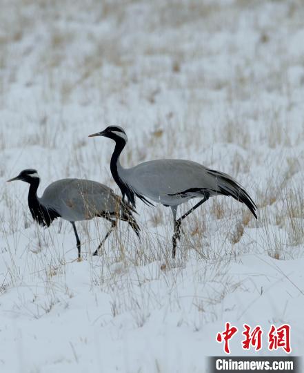 在若爾蓋濕地的蓑羽鶴?！∩袞|機(jī) 攝