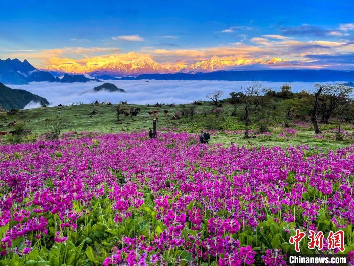 春天的牛背山花海?！∮稳仄?攝
