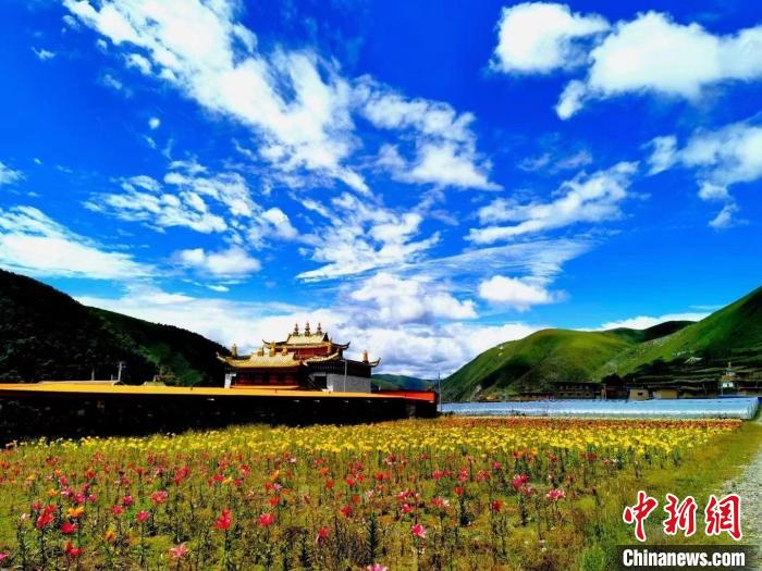 近百畝百合花競(jìng)相開(kāi)放，景色誘人?！∪捞量h委宣傳部供圖