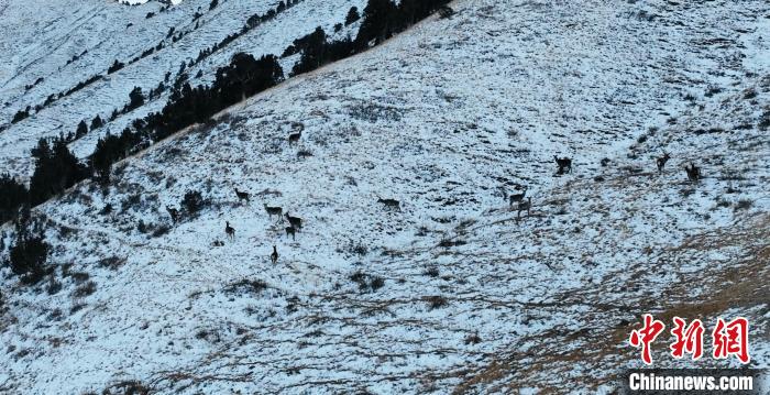 圖為巖羊和馬鹿集體在雪地里休憩?！《继m縣融媒體中心 供圖