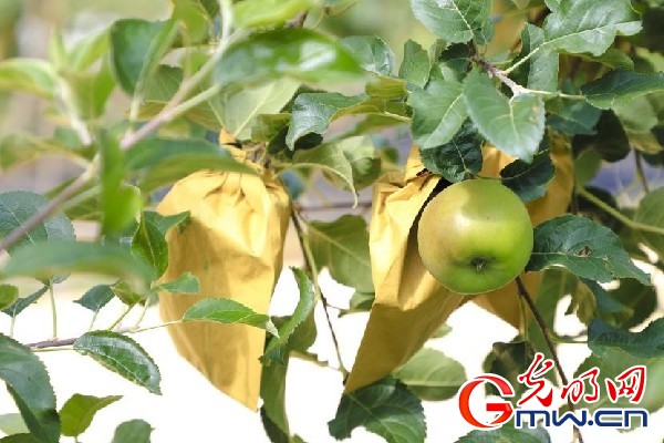我們的家園｜小蘋果帶動(dòng)大產(chǎn)業(yè)，帶你看看這座阿壩州小村的鄉(xiāng)村振興新模式