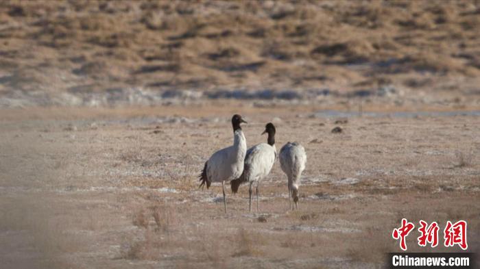 珍稀鳥類黑頸鶴、灰鶴現(xiàn)身青海格爾木