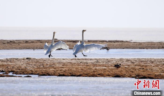 水鳥齊聚青海湖泉灣濕地共繪春日生機圖