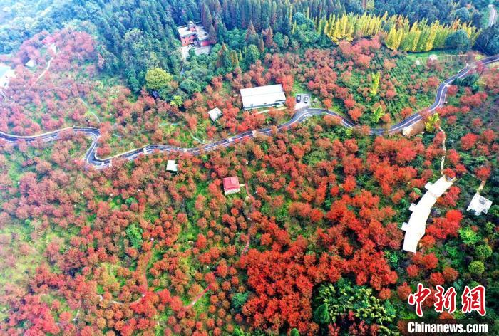 四川汶川：滿山櫻花樹(shù)紅葉惹人醉