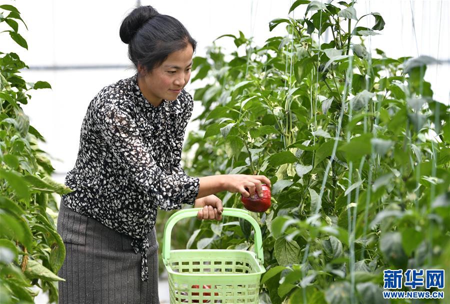 （經(jīng)濟(jì)）（2）西藏林芝：蔬菜種植 鼓起百姓“錢袋子”