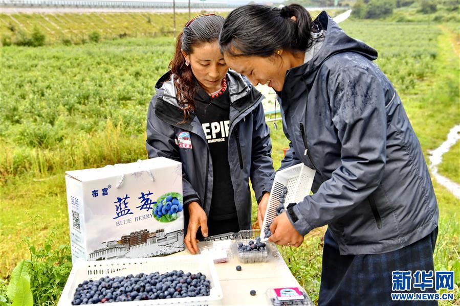 （走向我們的小康生活）（2）西藏林芝：“家門(mén)口”種藍(lán)莓增收