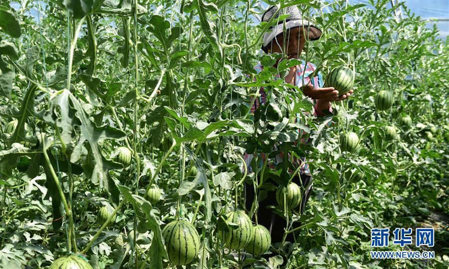 （脫貧攻堅）（1）西藏白朗：蔬菜種植合作社助力農(nóng)民增收