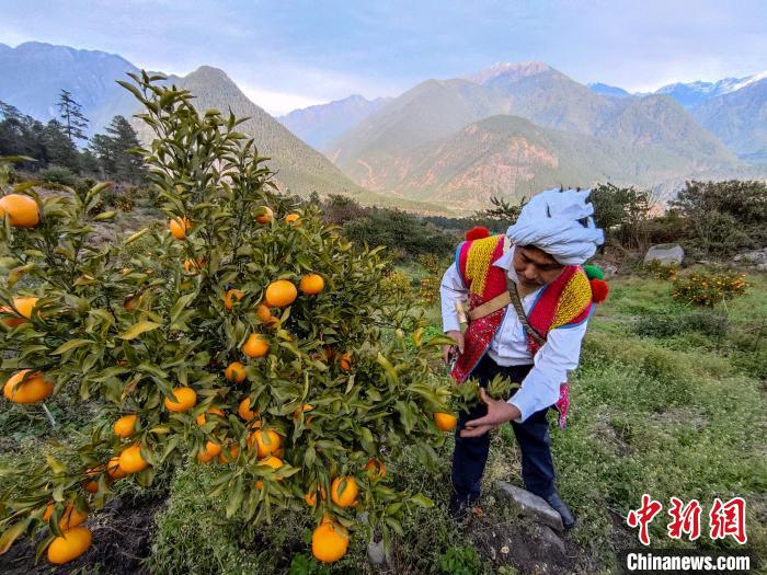 林芝下察隅鎮(zhèn)京都村101畝耙耙柑豐收?！〗w波 攝