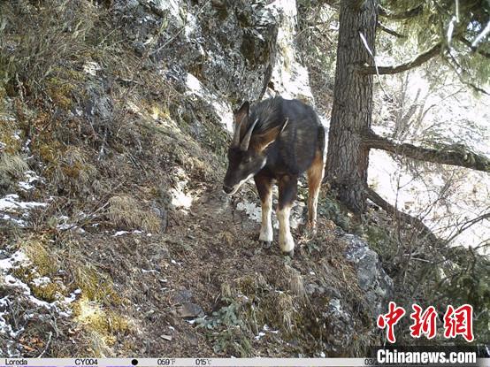 圖為相同位點(diǎn)記錄到的國(guó)家二級(jí)重點(diǎn)保護(hù)野生動(dòng)物—中華鬣羚?！≈袊?guó)科學(xué)院昆明動(dòng)物研究所提供