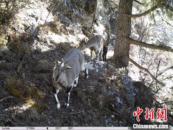 圖為相同位點(diǎn)記錄到的雪豹主要獵物—巖羊?！≈袊?guó)科學(xué)院昆明動(dòng)物研究所提供