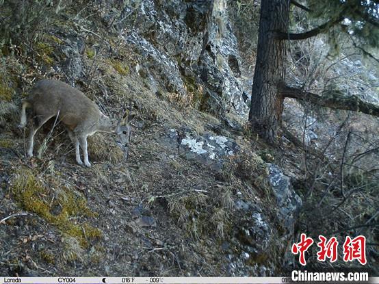 圖為相同位點(diǎn)記錄到的國(guó)家一級(jí)重點(diǎn)保護(hù)野生動(dòng)物—馬麝?！≈袊?guó)科學(xué)院昆明動(dòng)物研究所提供