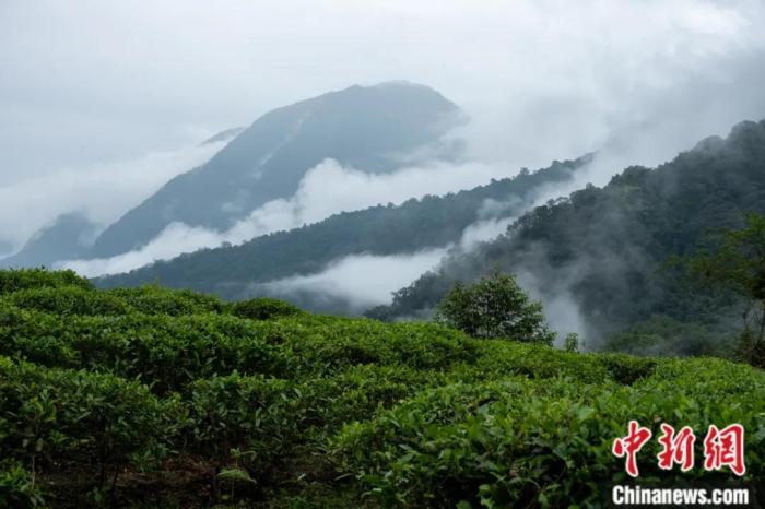 墨脫縣背崩鄉(xiāng)的高山茶場(chǎng)。