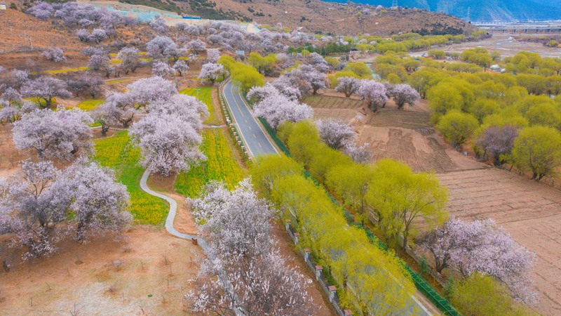 林芝桃花盛開(kāi)。 張靜攝