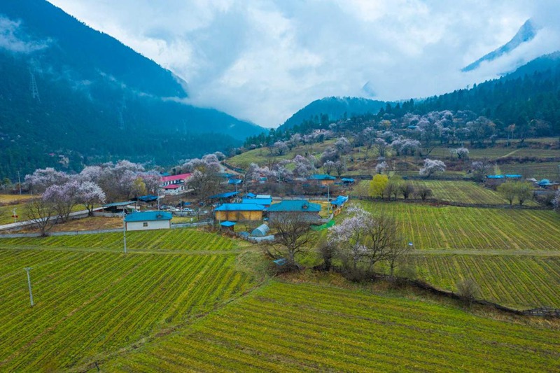 桃花村。 張靜攝