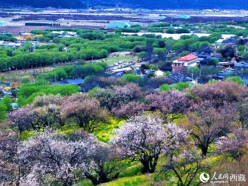 漫山開放的野桃花。人民網(wǎng) 李海霞攝