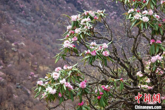 西藏加查縣杜鵑花盛放驚艷山野