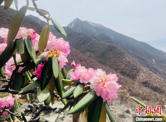 近日，西藏自治區(qū)山南市加查縣索囊溝的杜鵑花競相綻放。　冉文娟 攝