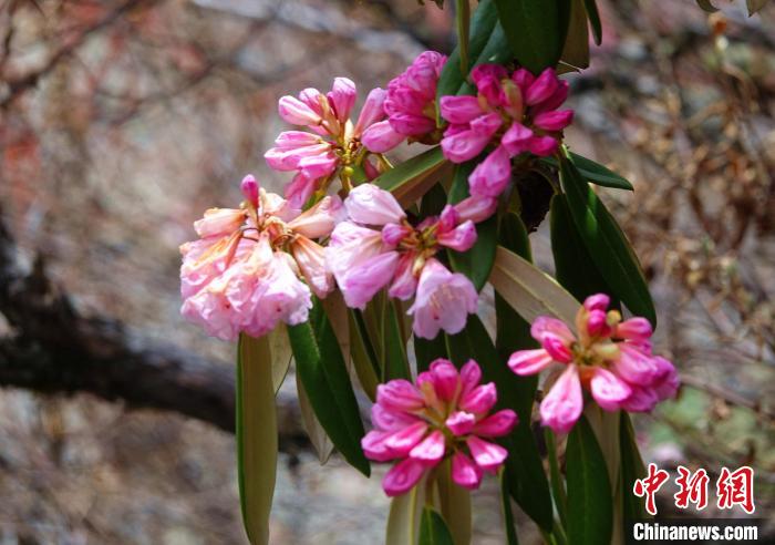 近日，西藏自治區(qū)山南市加查縣索囊溝的杜鵑花競相綻放?！∪轿木?攝