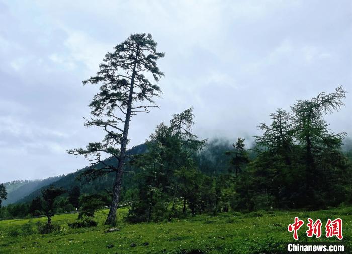 6月10日，魯朗小鎮(zhèn)高山牧場景區(qū)風(fēng)光?！∪轿木?攝