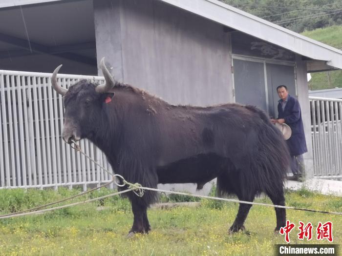 探訪全國(guó)最大牦牛產(chǎn)學(xué)研基地：“大通牦?！备牧己笠峒s180萬頭