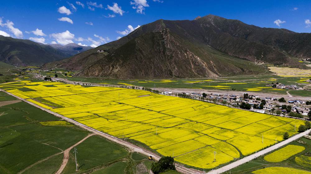 西藏墨竹工卡縣油菜農(nóng)田。