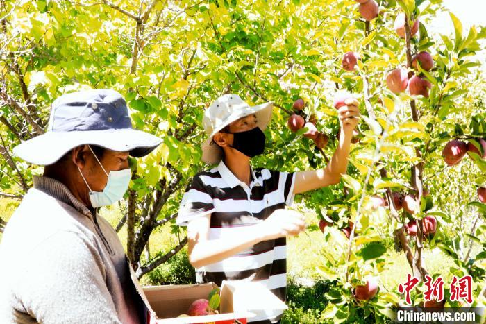 圖為西藏阿里札達(dá)縣底雅鄉(xiāng)村民在自家果園采摘果實(shí)。　阿旺扎西 攝