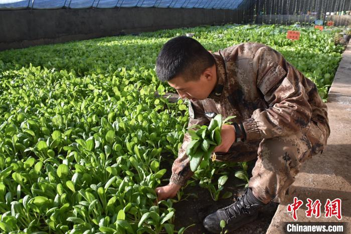 圖為阿里軍分區(qū)某邊防團(tuán)官兵在溫室摘菜?！￡悋[岳 攝