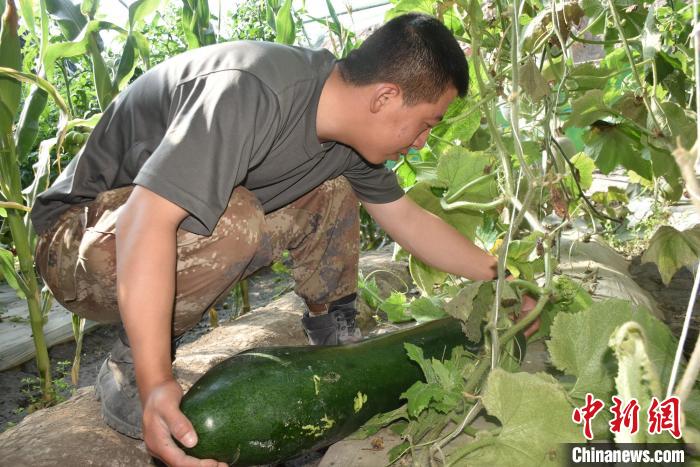 圖為阿里軍分區(qū)某邊防團官兵在溫室摘菜?！￡悋[岳 攝