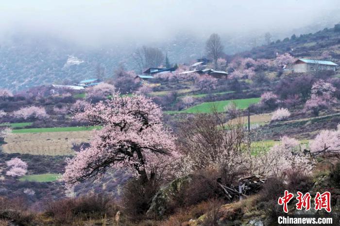 西藏林芝公布各區(qū)縣桃花節(jié)賞花路線(xiàn)