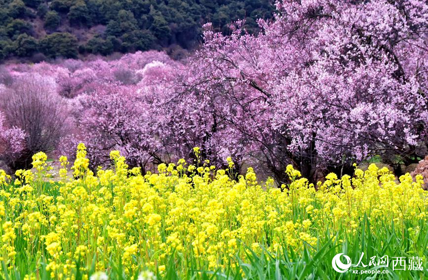 桃花與油菜花勾勒出別樣風(fēng)景。 人民網(wǎng) 李海霞攝