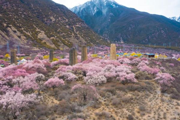 人間桃花源！林芝桃花有多絕？