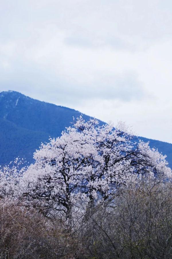 人間桃花源！林芝桃花有多絕？