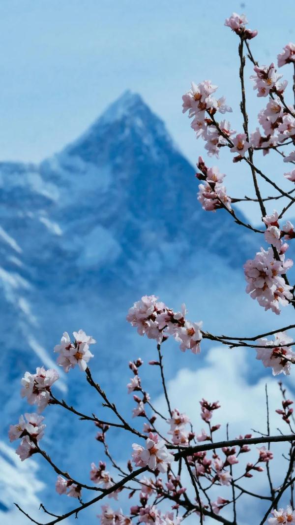 人間桃花源！林芝桃花有多絕？