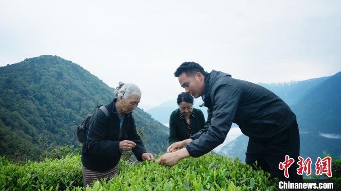 圖為銀發(fā)旅游體驗團兩位老人體驗采茶?！∥鞑貙ｍ椔糜螀f(xié)會供圖