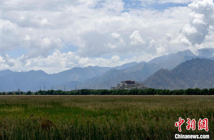 圖為6月22日，西藏拉薩拉魯濕地。　李林 攝