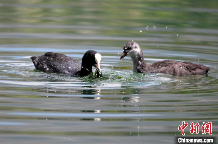 圖為6月22日，棲息在拉魯濕地內(nèi)的古頂雞?！±盍?攝