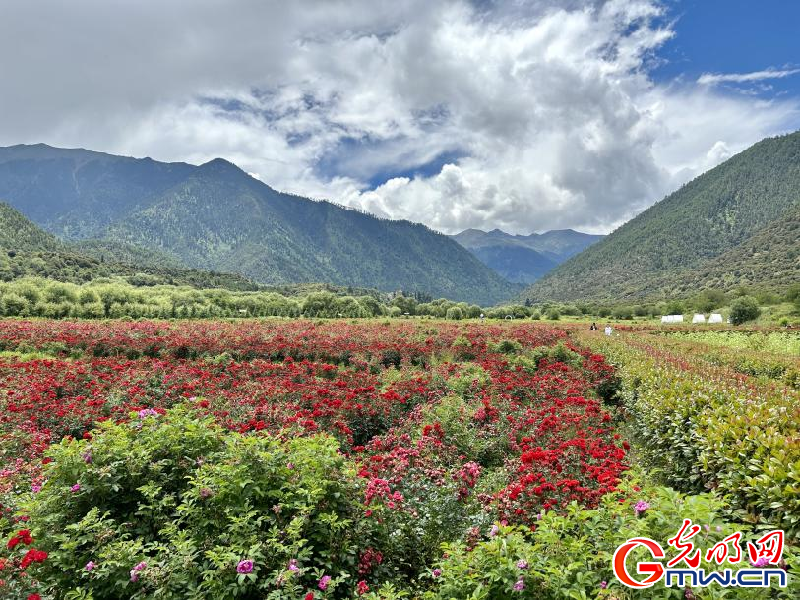 我們的家園丨工布花谷：高原花開香飄全國(guó)，產(chǎn)業(yè)經(jīng)濟(jì)增收致富