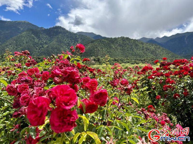 我們的家園丨工布花谷：高原花開香飄全國(guó)，產(chǎn)業(yè)經(jīng)濟(jì)增收致富