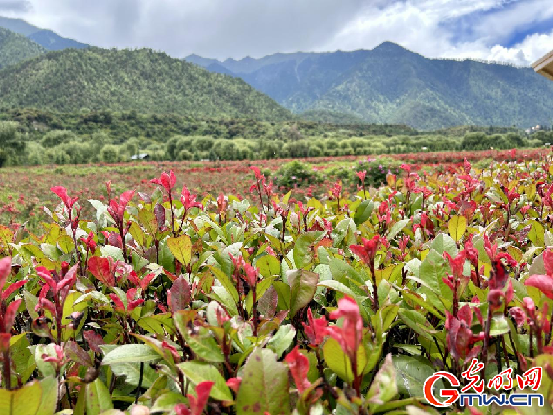 我們的家園丨【組圖】 綠水青山入畫，“金山銀山”筑起