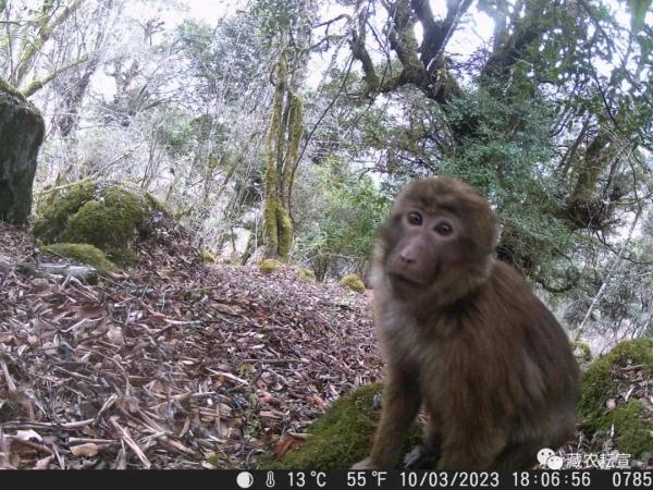 西藏色季拉山發(fā)現(xiàn)雪豹、白頰獼猴等多種珍稀野生動物