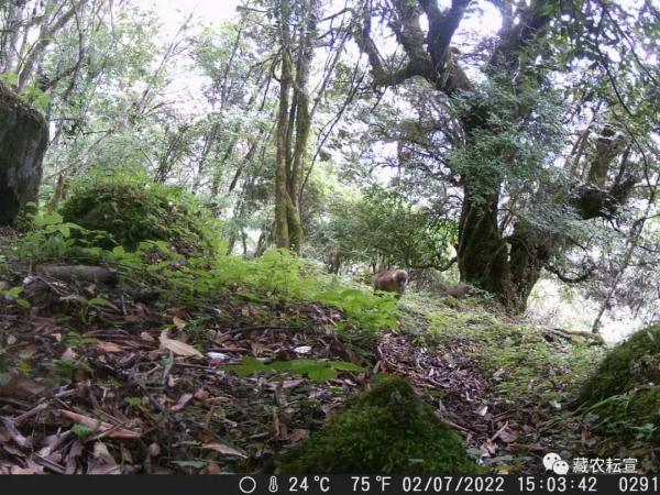 西藏色季拉山發(fā)現(xiàn)雪豹、白頰獼猴等多種珍稀野生動物