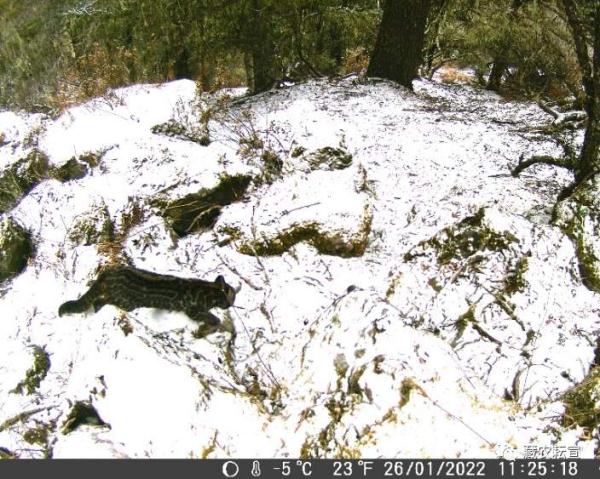 西藏色季拉山發(fā)現(xiàn)雪豹、白頰獼猴等多種珍稀野生動物