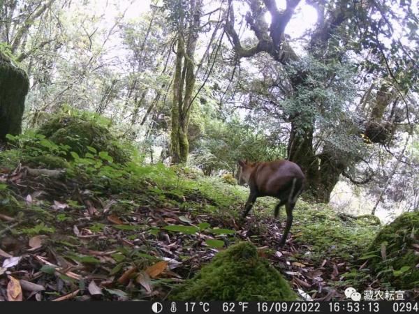 西藏色季拉山發(fā)現(xiàn)雪豹、白頰獼猴等多種珍稀野生動物