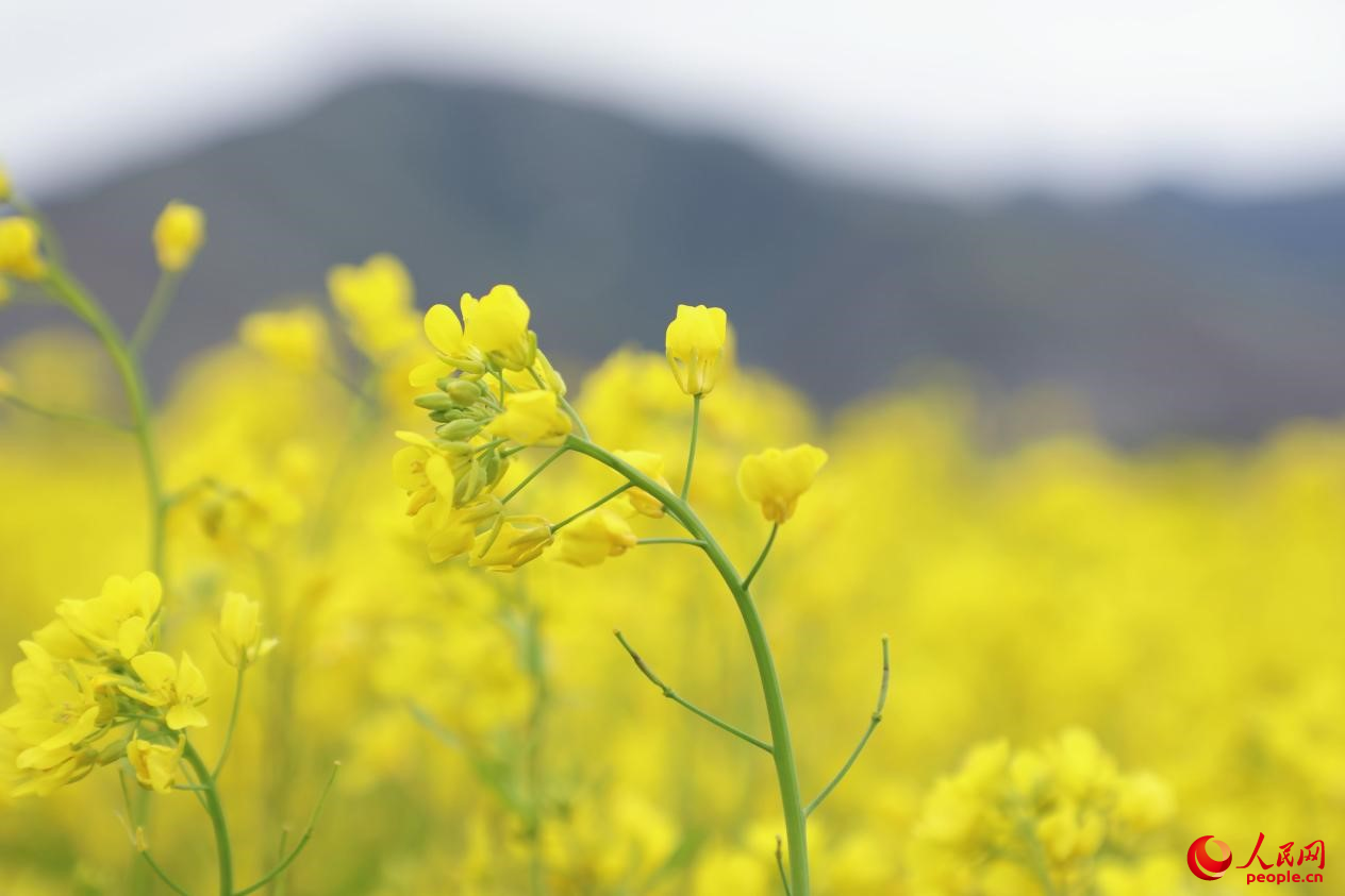 金色油菜花鋪滿大地。 人民網 李海霞攝