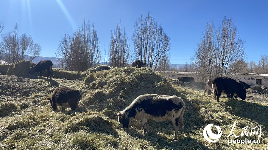 長所鄉(xiāng)森嘎村村民的牲畜在食用新鮮飼草。人民網(wǎng)記者 郝潔攝