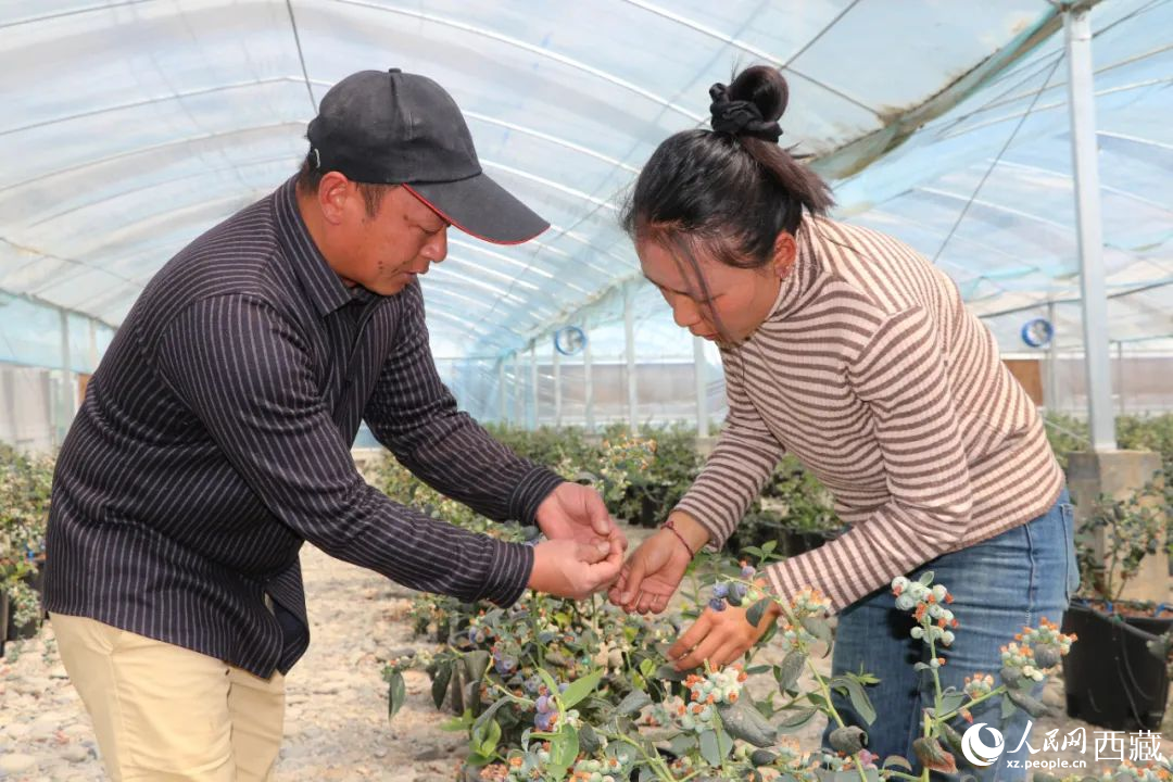 技術員劉家平和措姆在溫室大棚檢查藍莓的長勢。次仁龍布攝