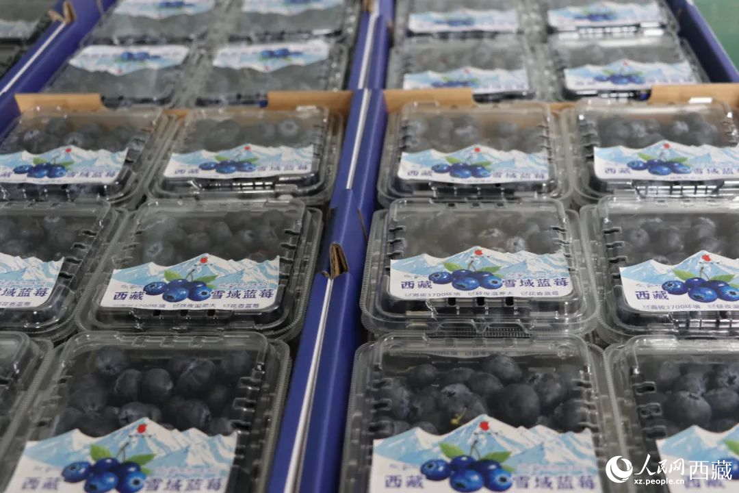 包裝好的藍莓。次仁龍布攝