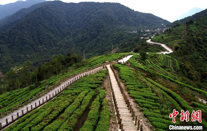 圖為西藏林芝市墨脫縣背崩鄉(xiāng)格林村山頂?shù)木坝^茶園。(無人機(jī)照片) 李林 攝