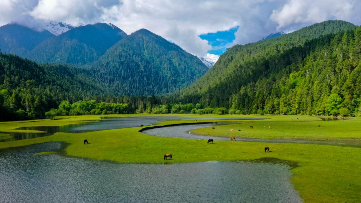 中國最美十大森林之一崗云杉林。西藏自治區(qū)旅發(fā)廳供圖